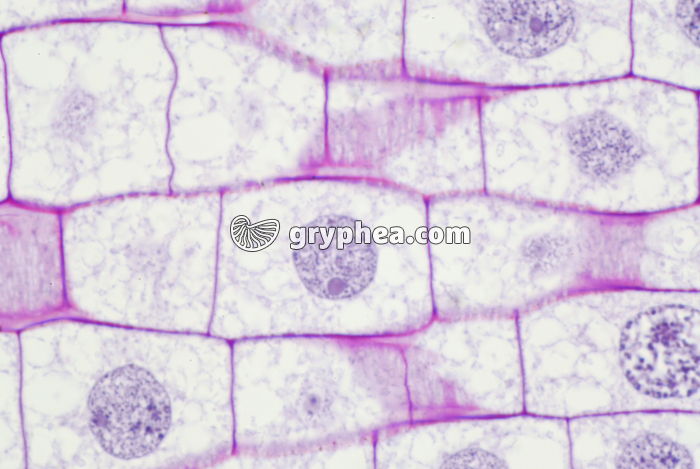 Racine de Blé - Cellules en élongation - zone 2 x 400  - gryphea.com